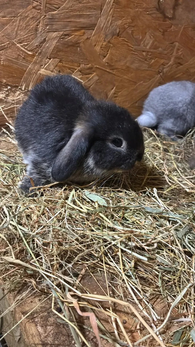 Mini lop rabbits - Image 3