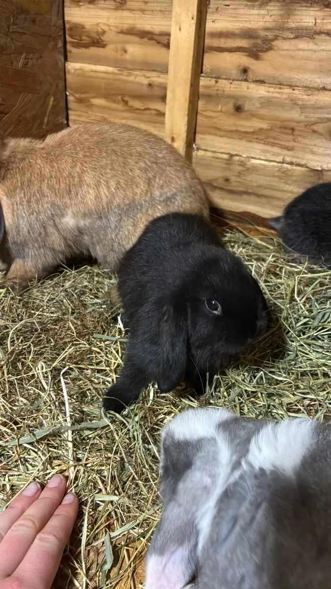 Mini lop rabbits - Image 4