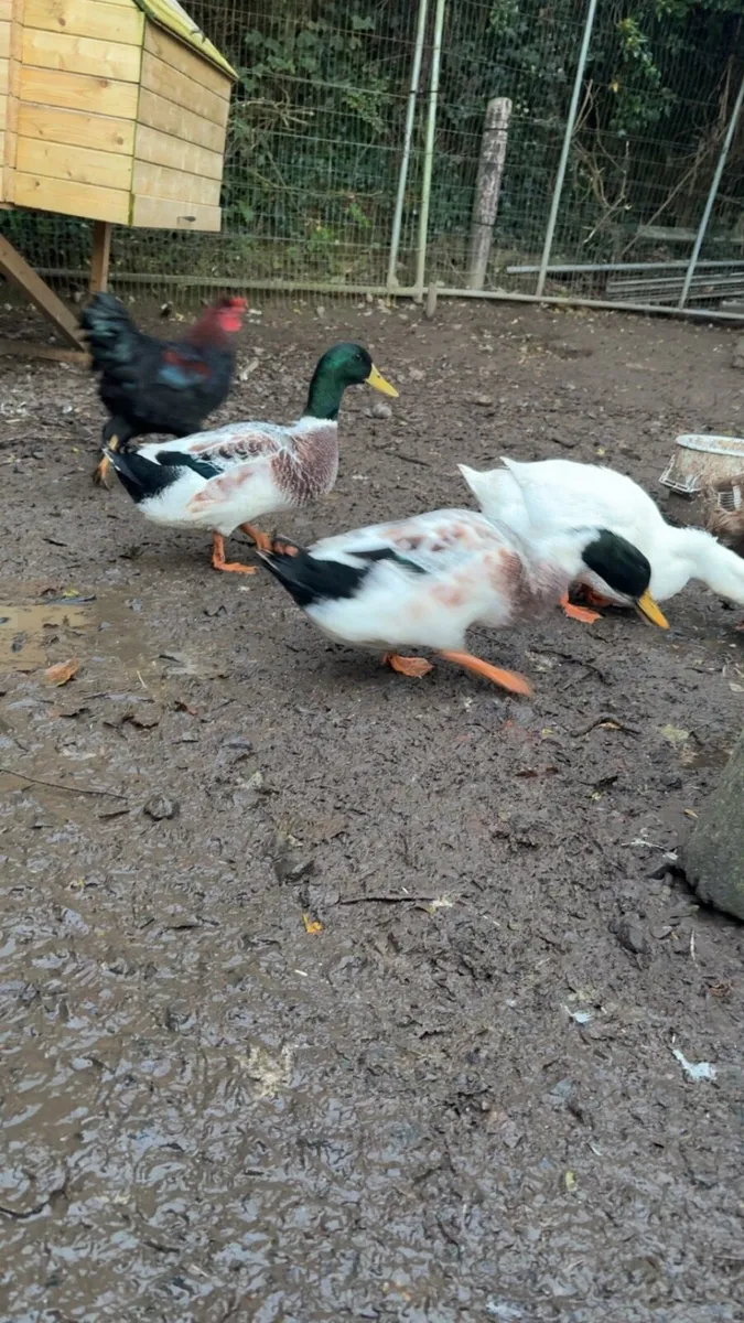 Roosters and drakes - Image 2