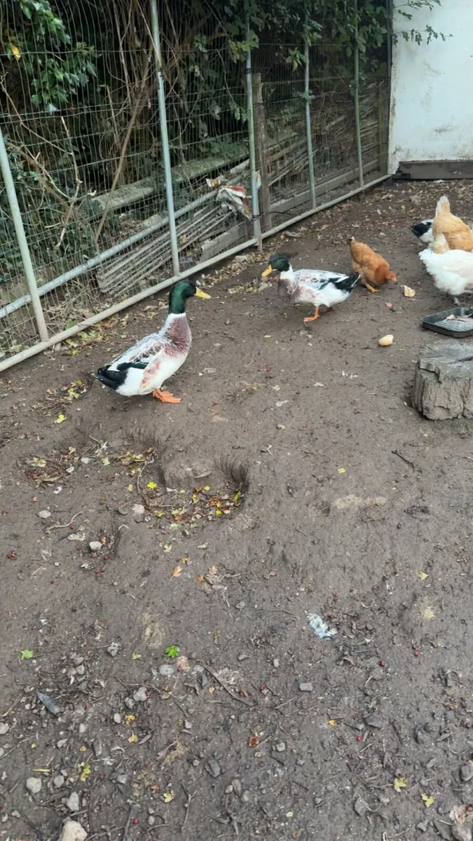 Roosters and drakes - Image 3