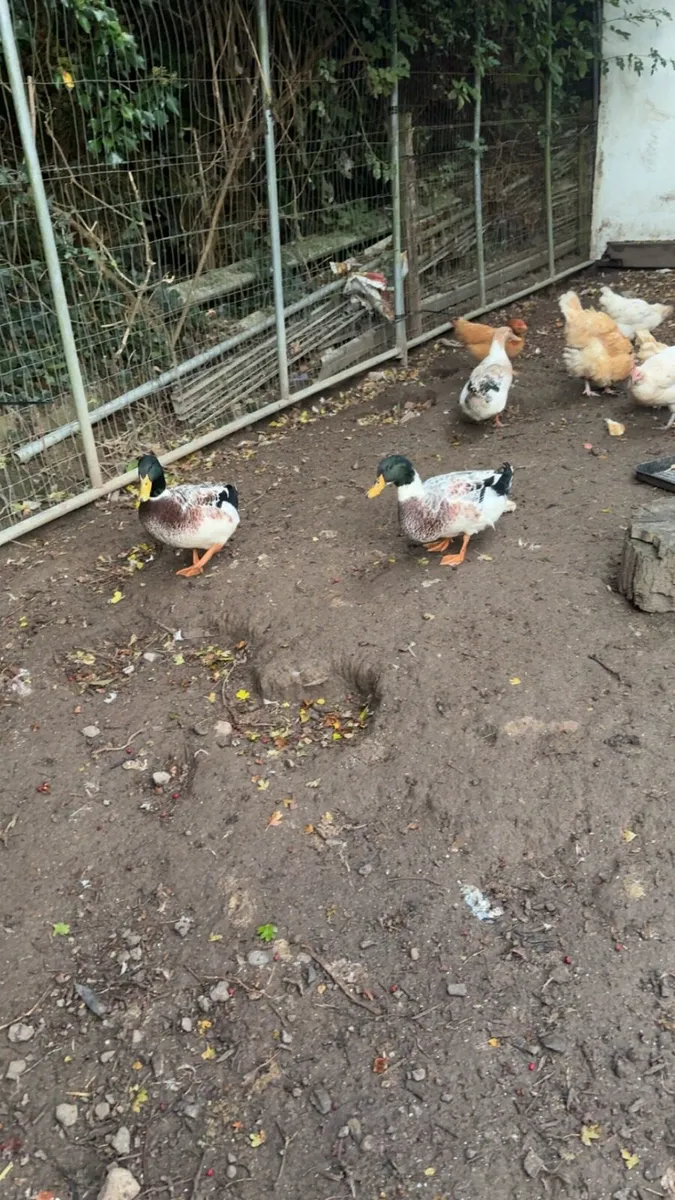 Roosters and drakes - Image 4