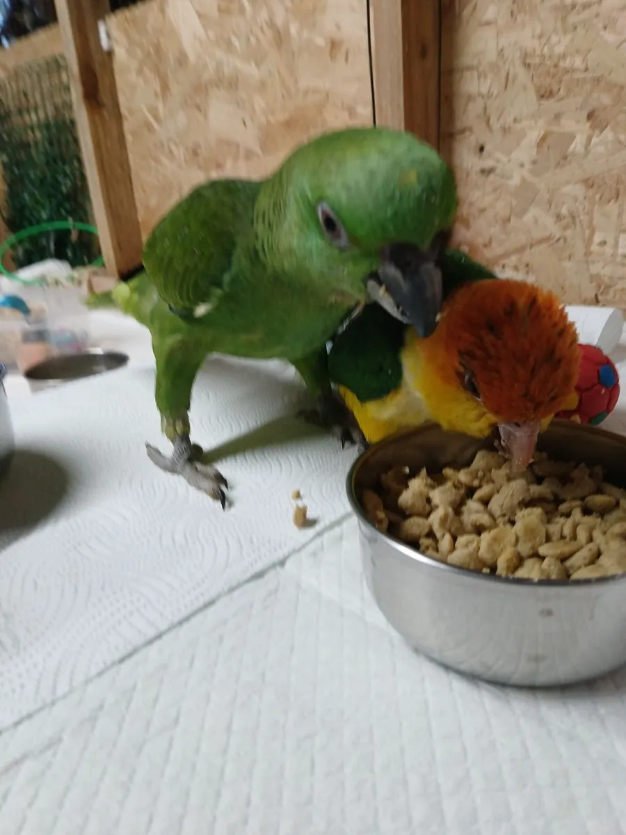 Parrots - Image 2