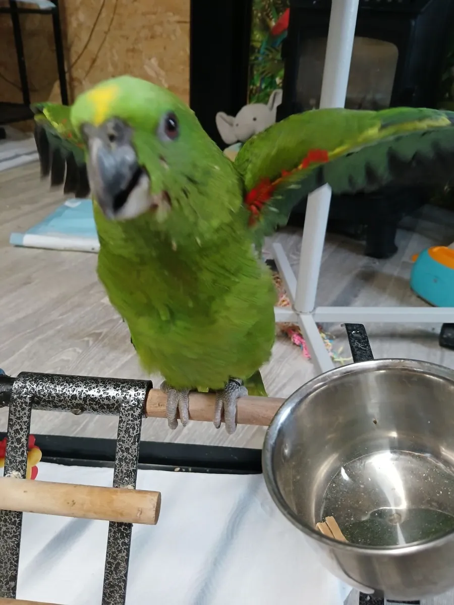 Parrots - Image 4