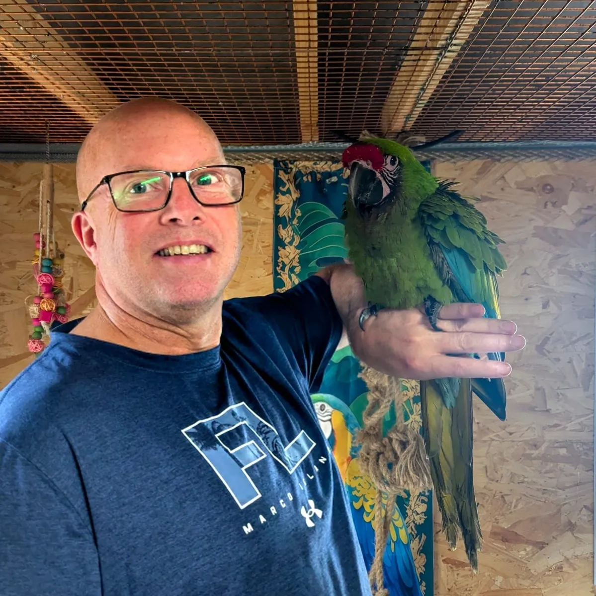 Parrots - Image 1