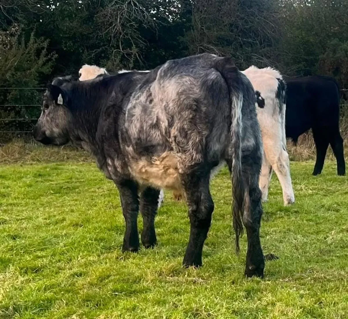QUITE STORE BULLOCKS - Image 3