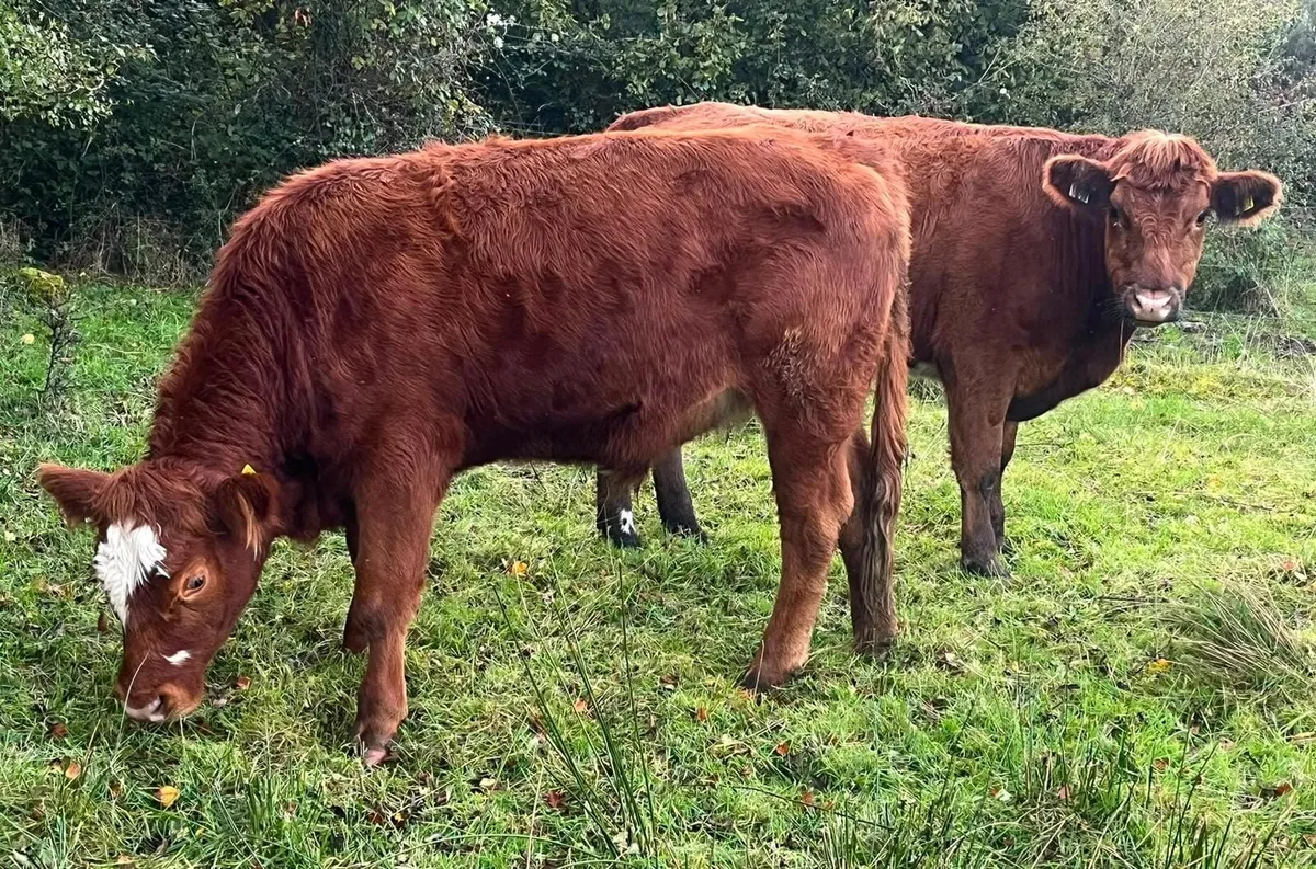 QUITE STORE BULLOCKS - Image 4