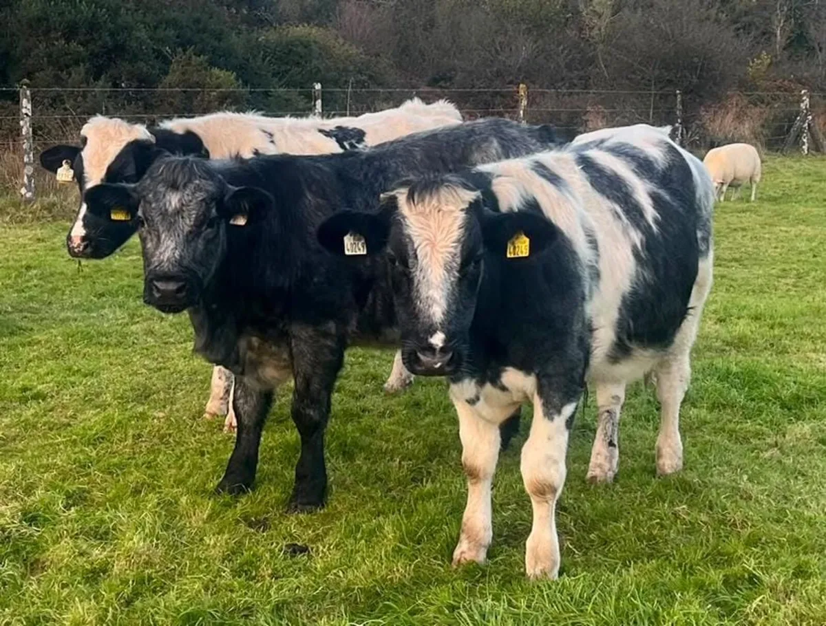 QUITE STORE BULLOCKS - Image 1