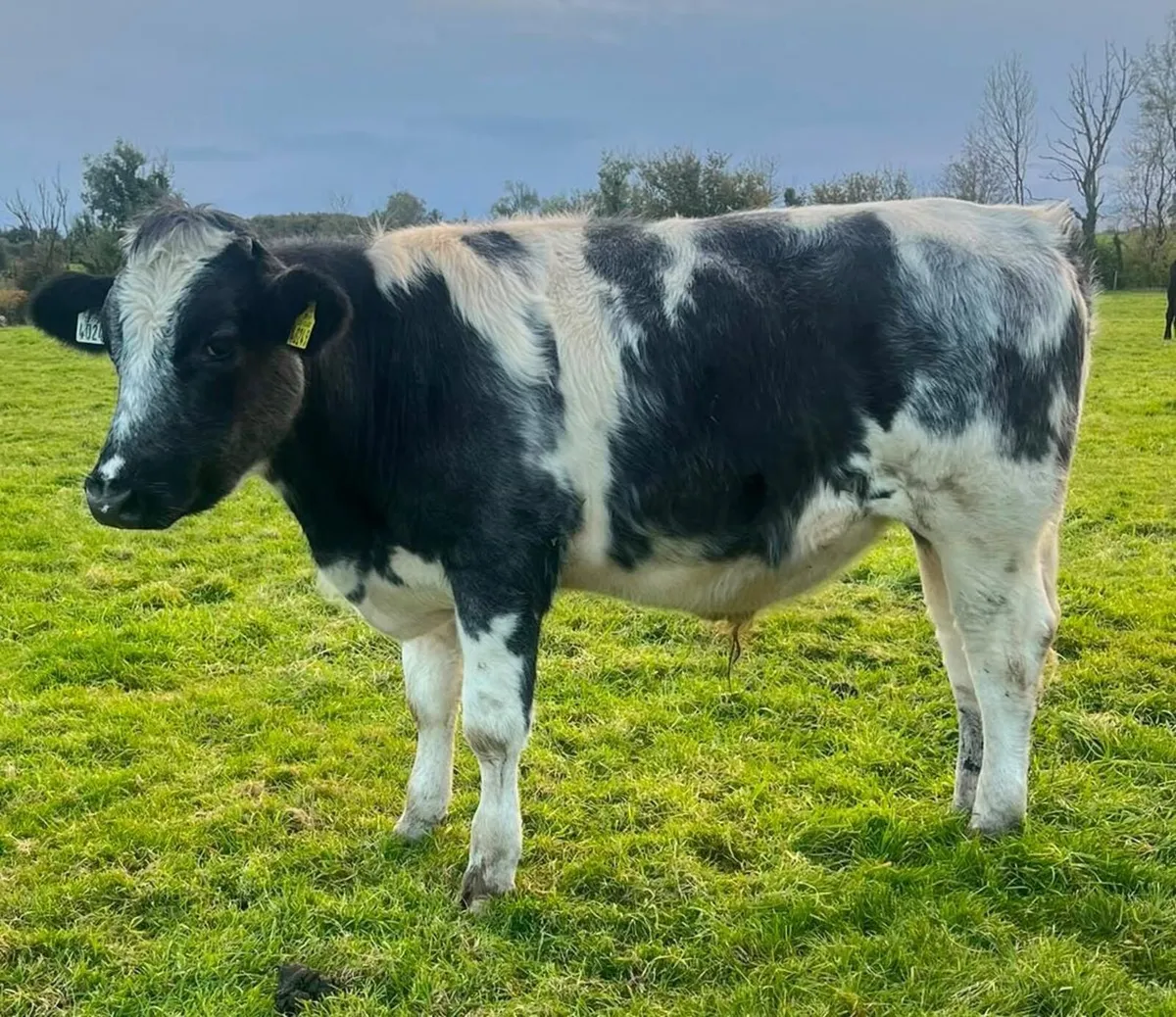 QUITE STORE BULLOCKS - Image 2