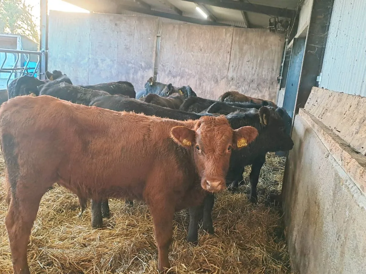 10 Super limousin and Aubrac bullocks 235kgs - Image 2
