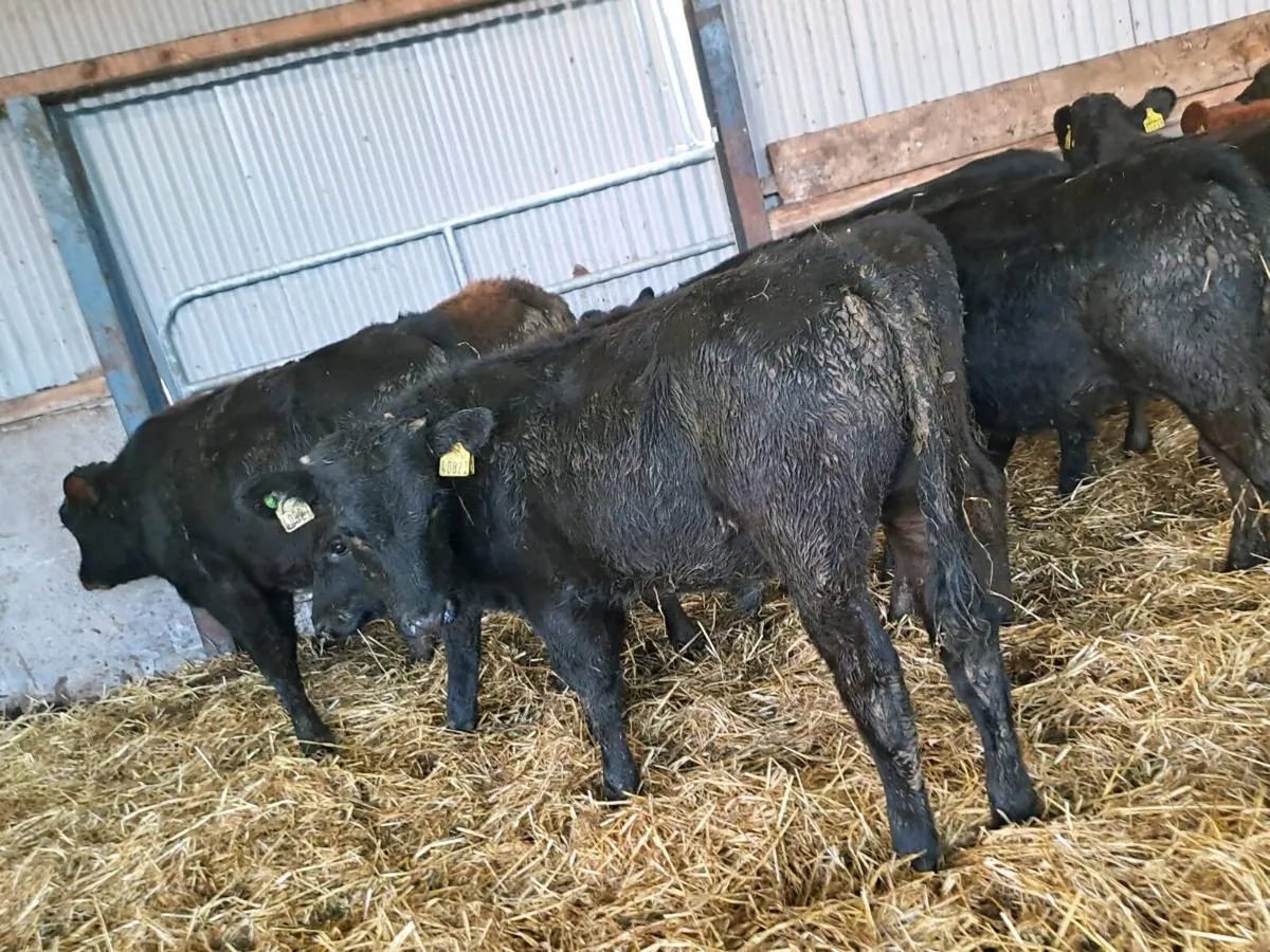 10 Super limousin and Aubrac bullocks 235kgs - Image 3