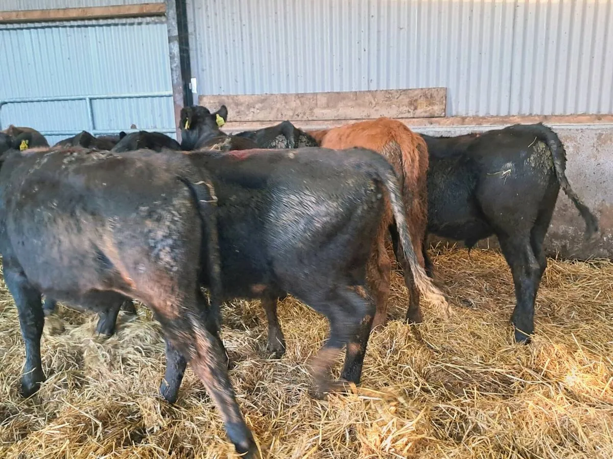 10 Super limousin and Aubrac bullocks 235kgs - Image 4