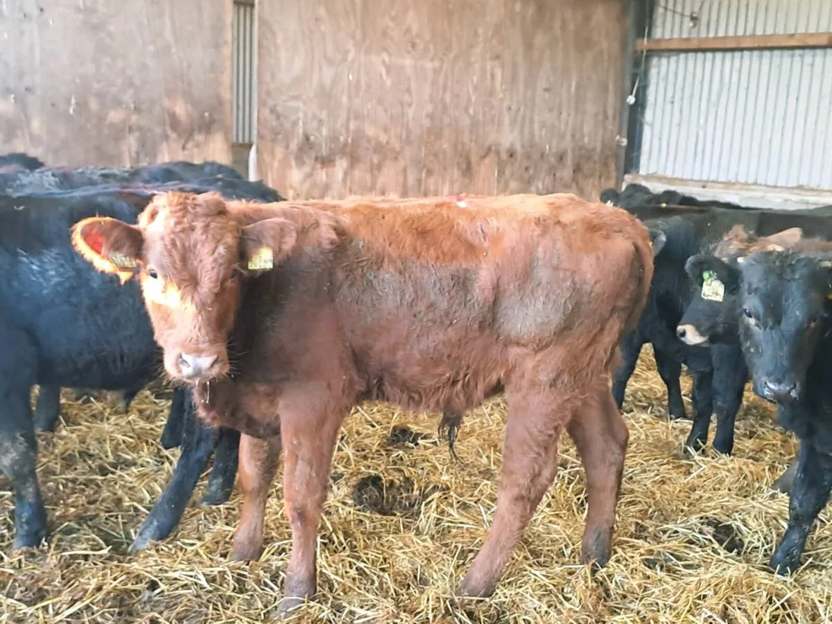 10 Super limousin and Aubrac bullocks 235kgs - Image 1