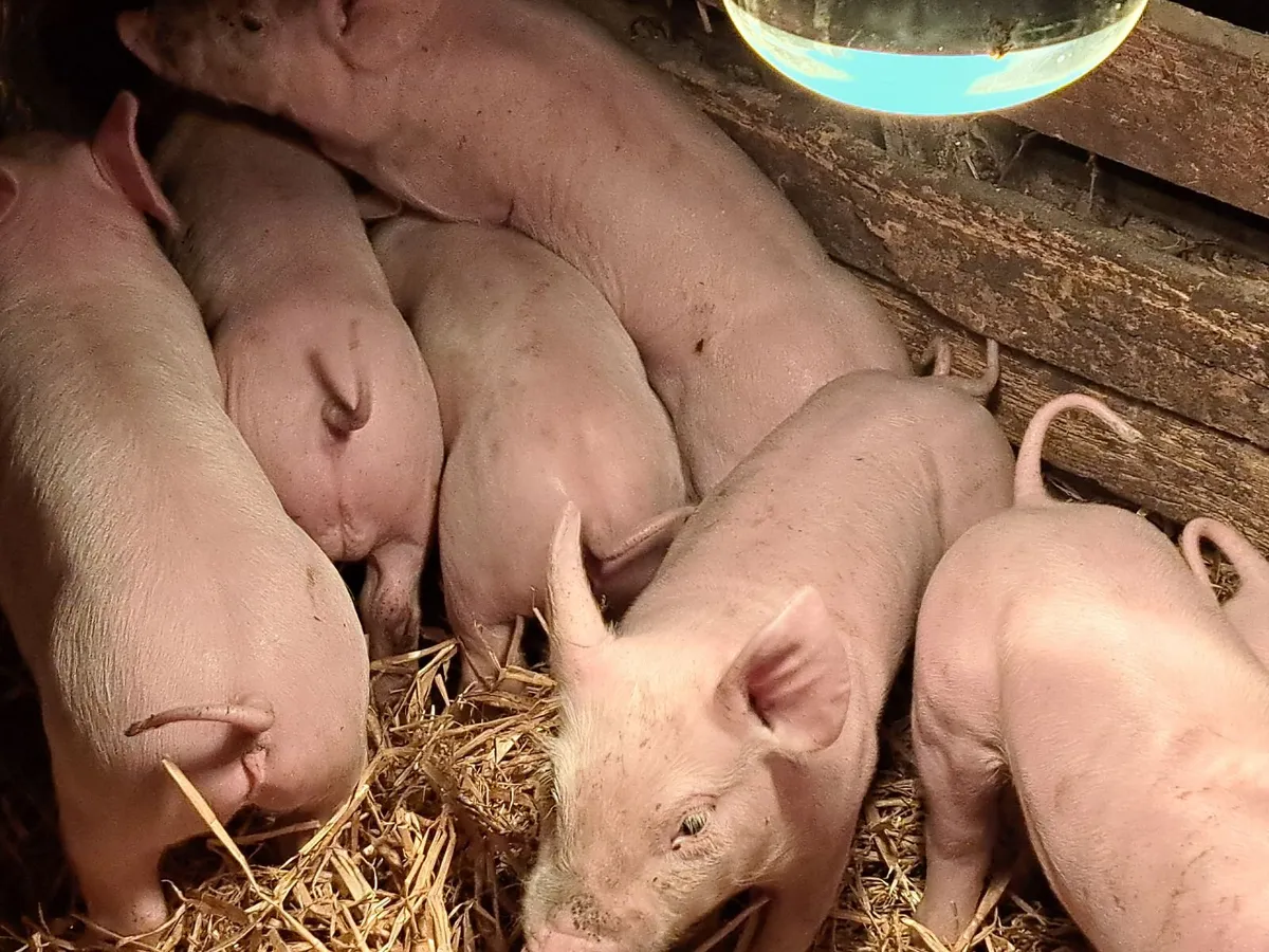 Pigs - Image 1