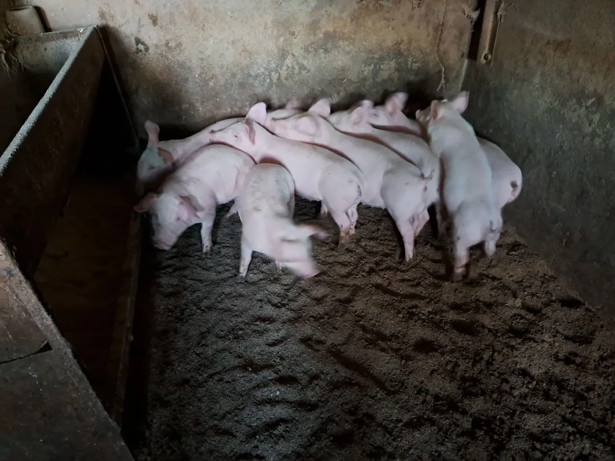 Pigs - Image 2