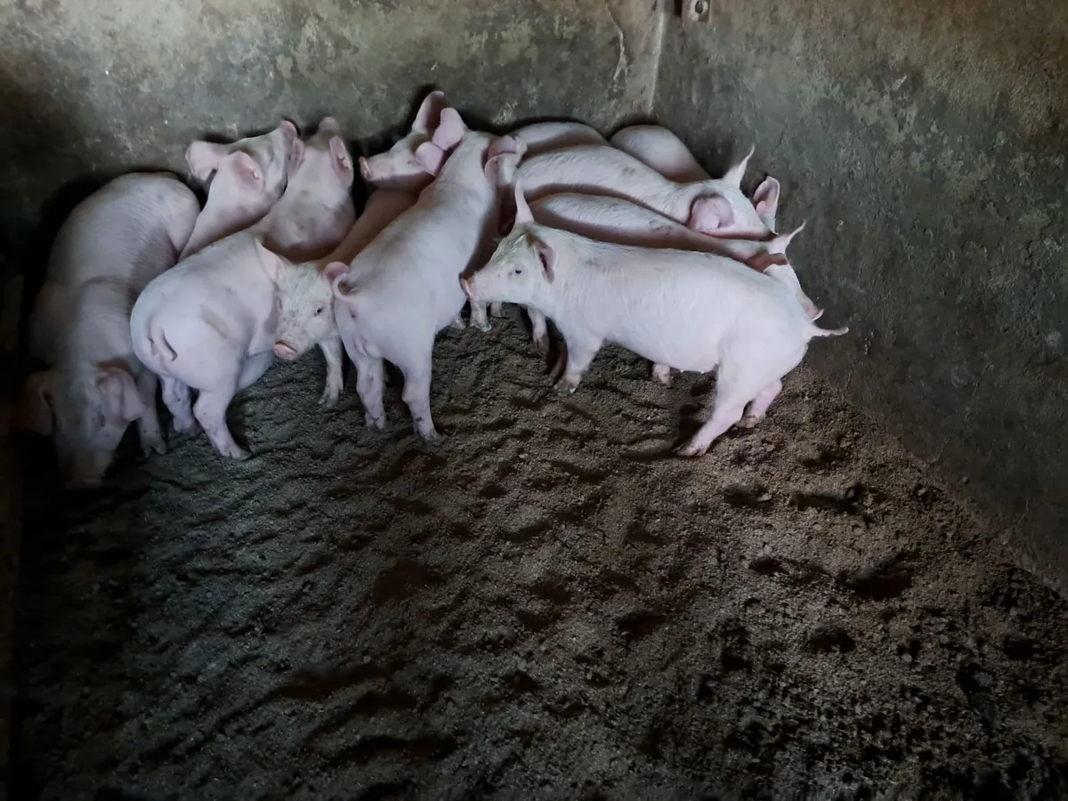 Pigs - Image 3