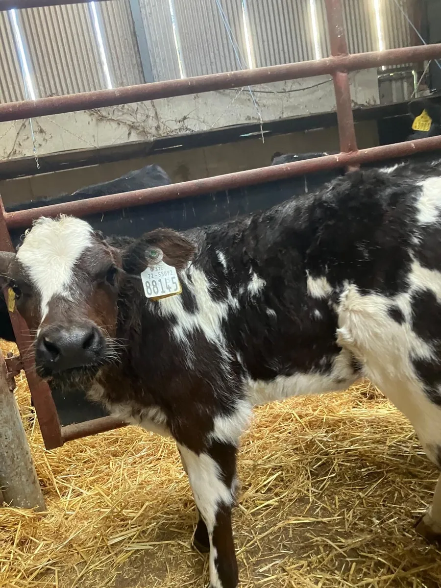 Top Quality Belgian Blue & Angus heifer calves - Image 2