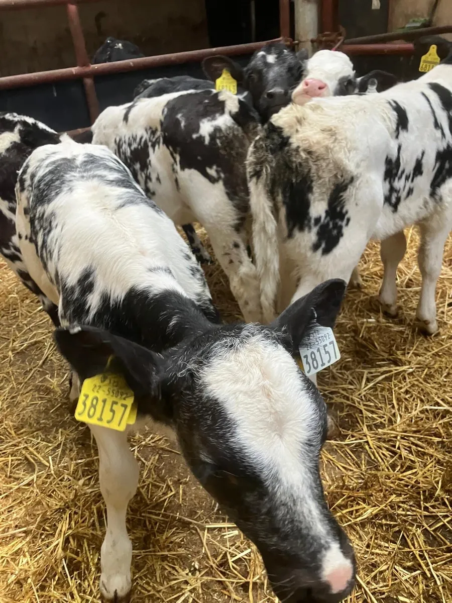 Top Quality Belgian Blue & Angus heifer calves - Image 3
