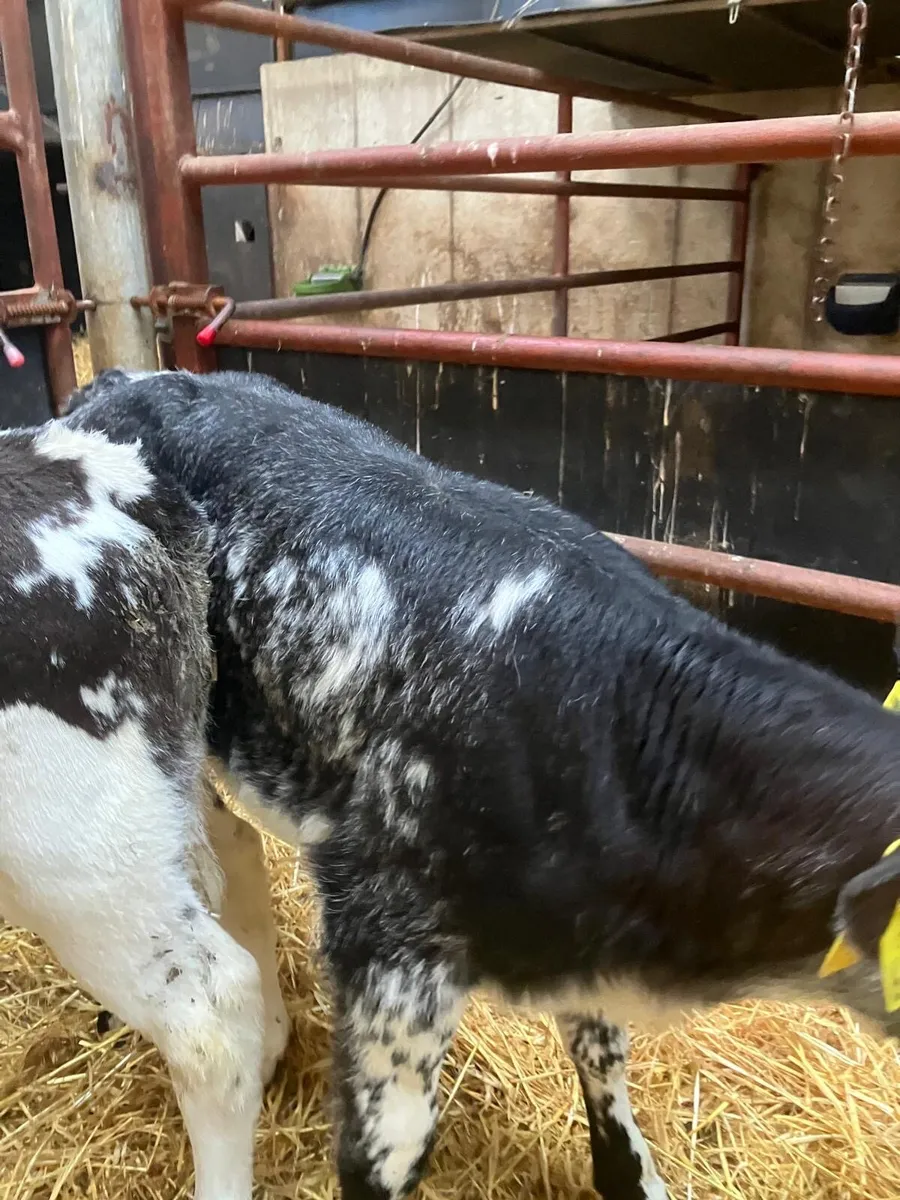 Top Quality Belgian Blue & Angus heifer calves - Image 4