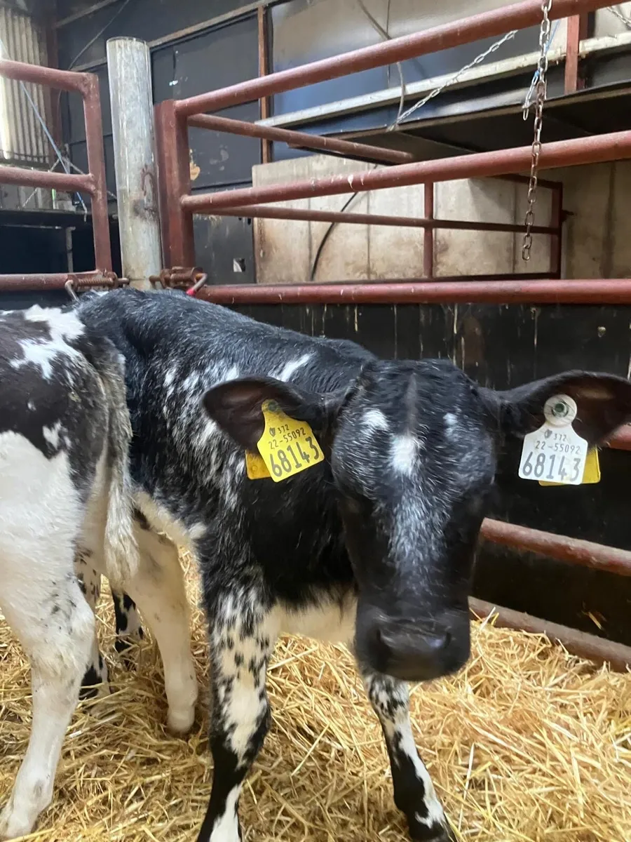 Top Quality Belgian Blue & Angus heifer calves - Image 1