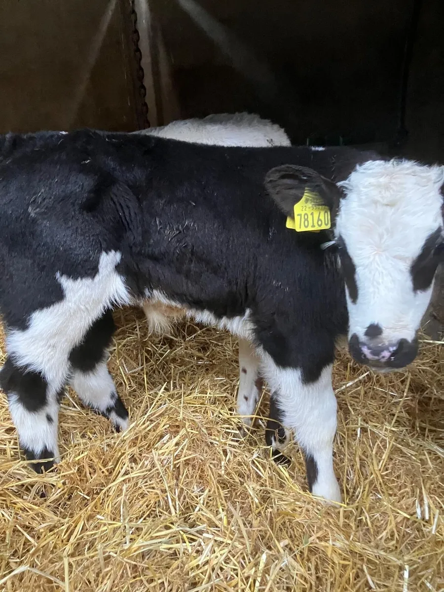 Top Quality Belgian Blue Bulls - Image 1