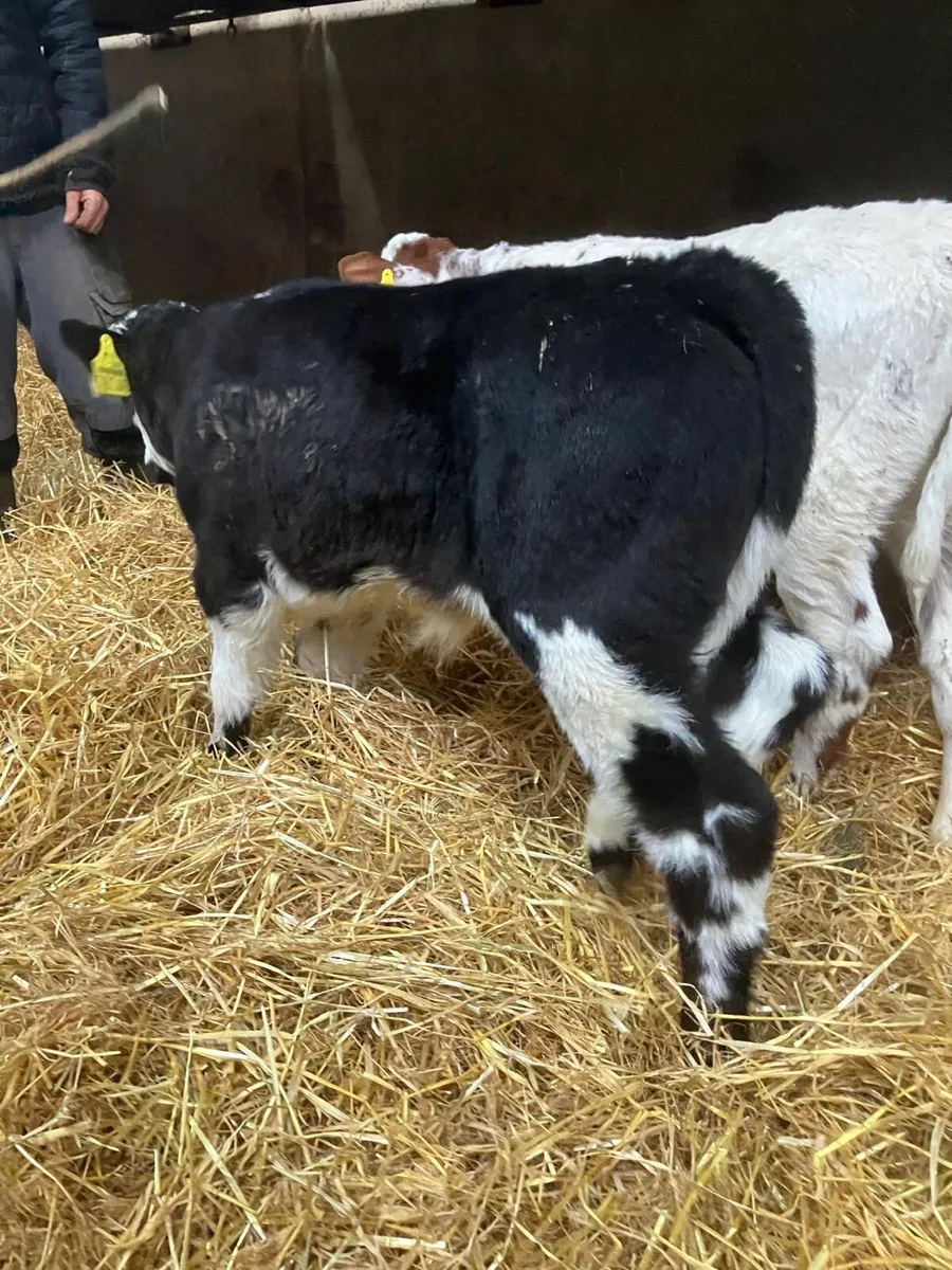 Top Quality Belgian Blue Bulls - Image 2