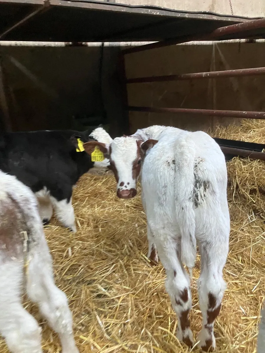 Top Quality Belgian Blue Bulls - Image 3