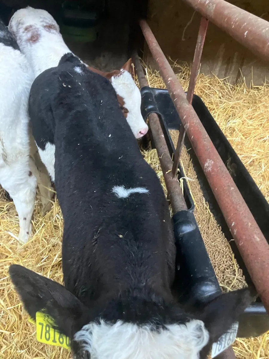 Top Quality Belgian Blue Bulls - Image 4