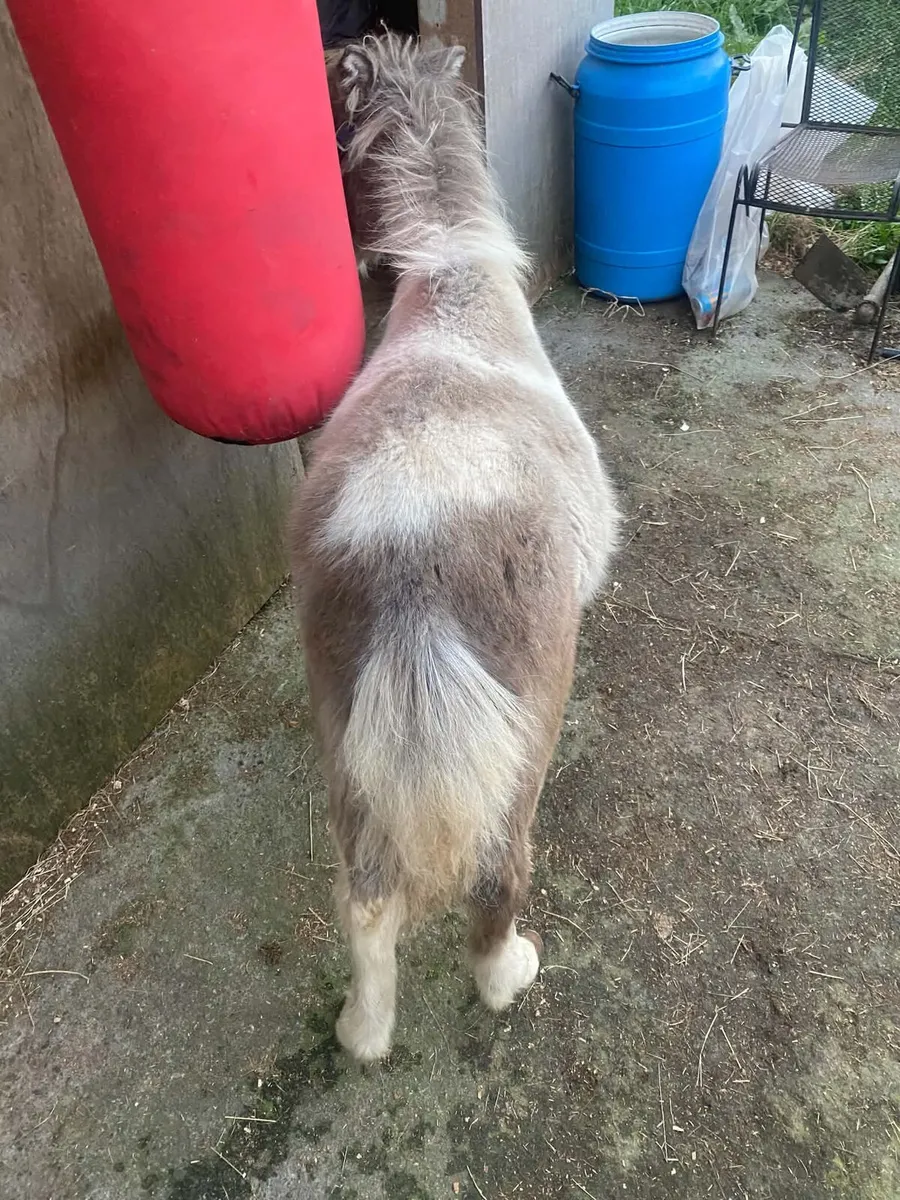 Two shetland colts - Image 2