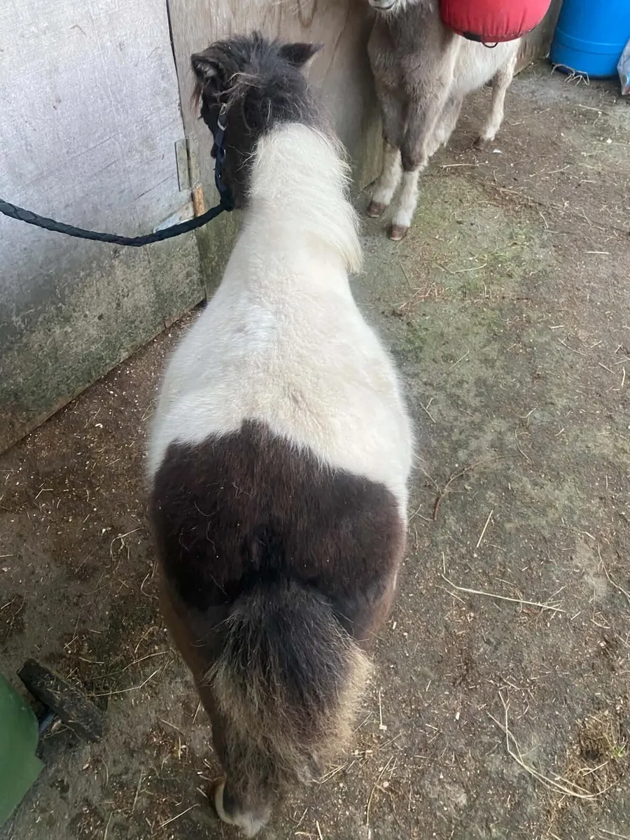 Two shetland colts - Image 4