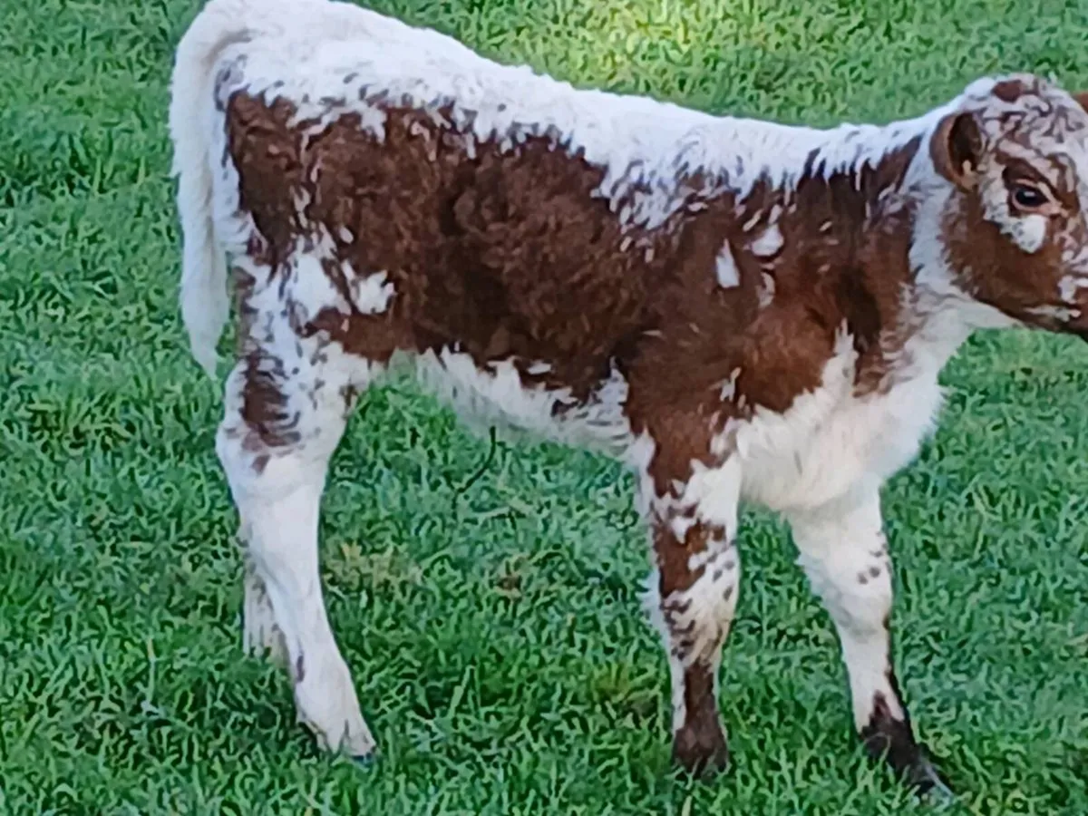 SUPER RONE LIM HEIFER CALF cow MARKER 🐄 - Image 1