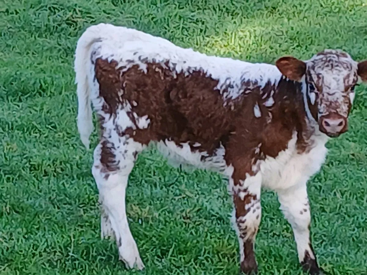 SUPER RONE LIM HEIFER CALF cow MARKER 🐄 - Image 2
