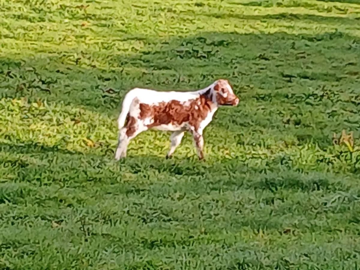 SUPER RONE LIM HEIFER CALF cow MARKER 🐄 - Image 3