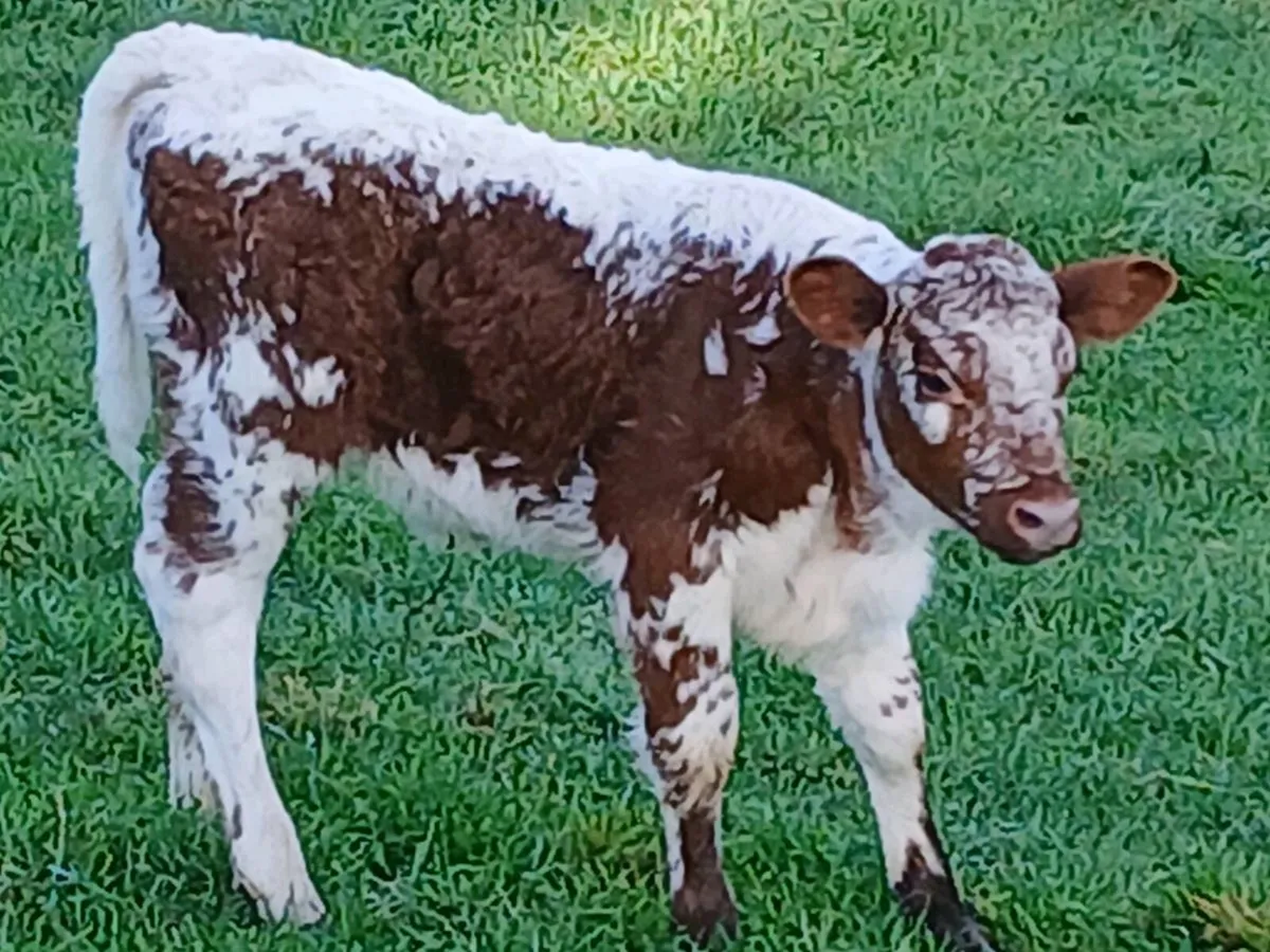 SUPER RONE LIM HEIFER CALF cow MARKER 🐄 - Image 4