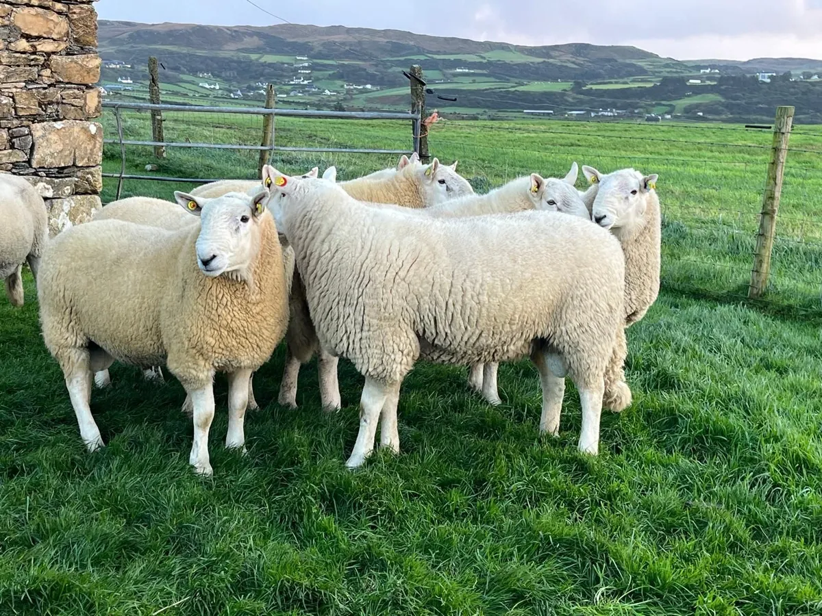 Pedigree Cheviot Hogget Rams - Image 2