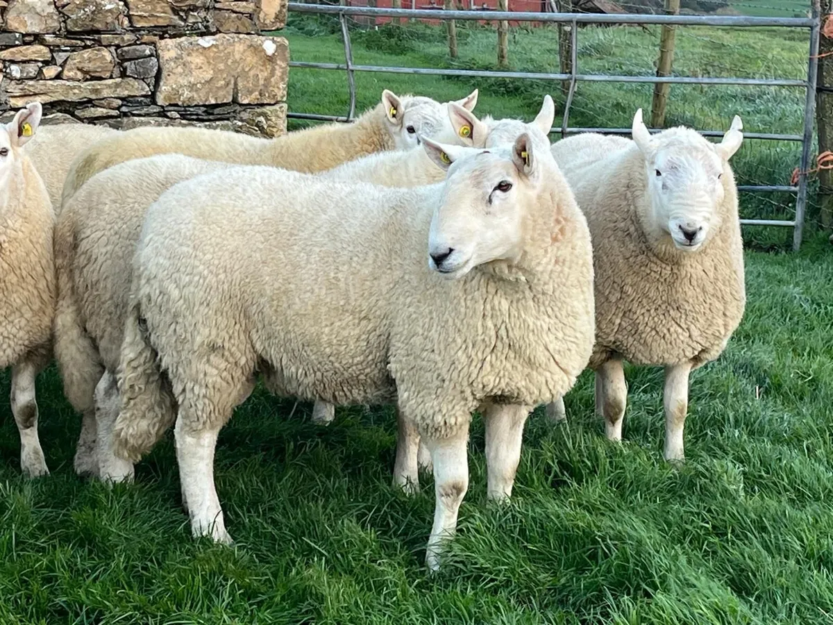 Pedigree Cheviot Hogget Rams - Image 4