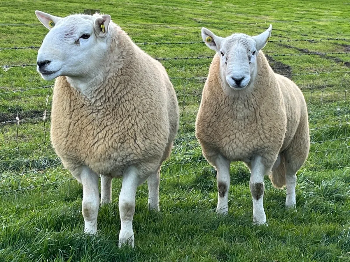 Pedigree Cheviot Hogget Rams - Image 3