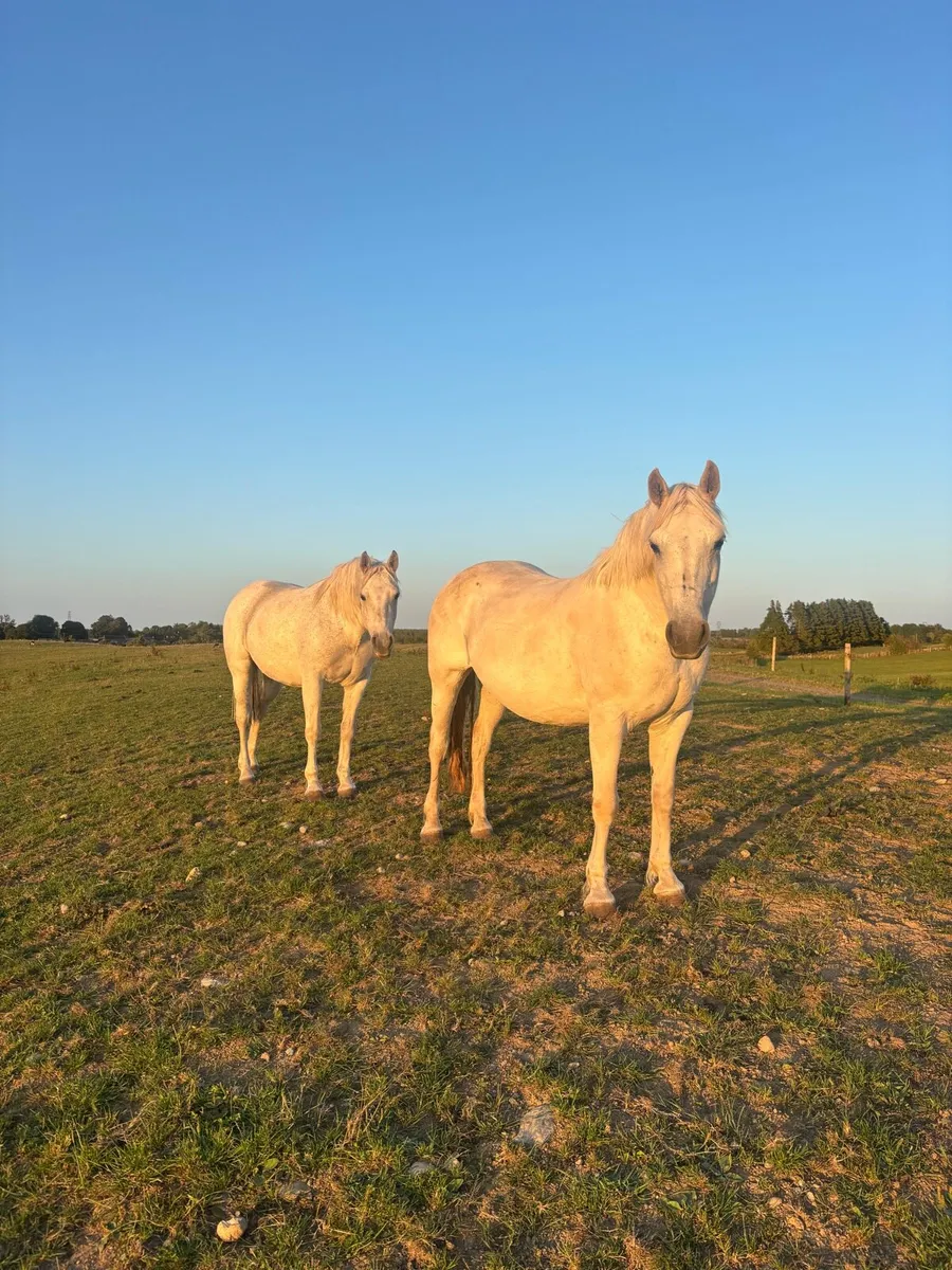 Companion pony - Image 1
