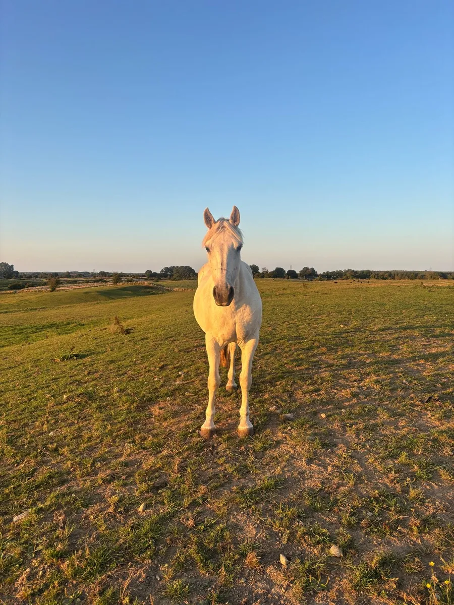 Companion pony - Image 2