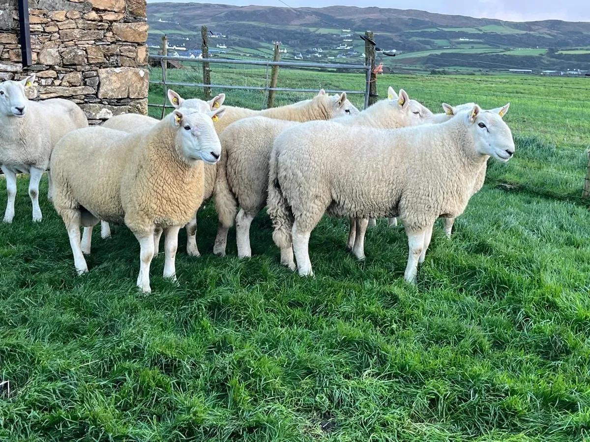 Pedigree Cheviot Hogget Rams - Image 1