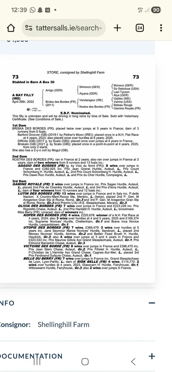4 yr old TB mare - Image 2