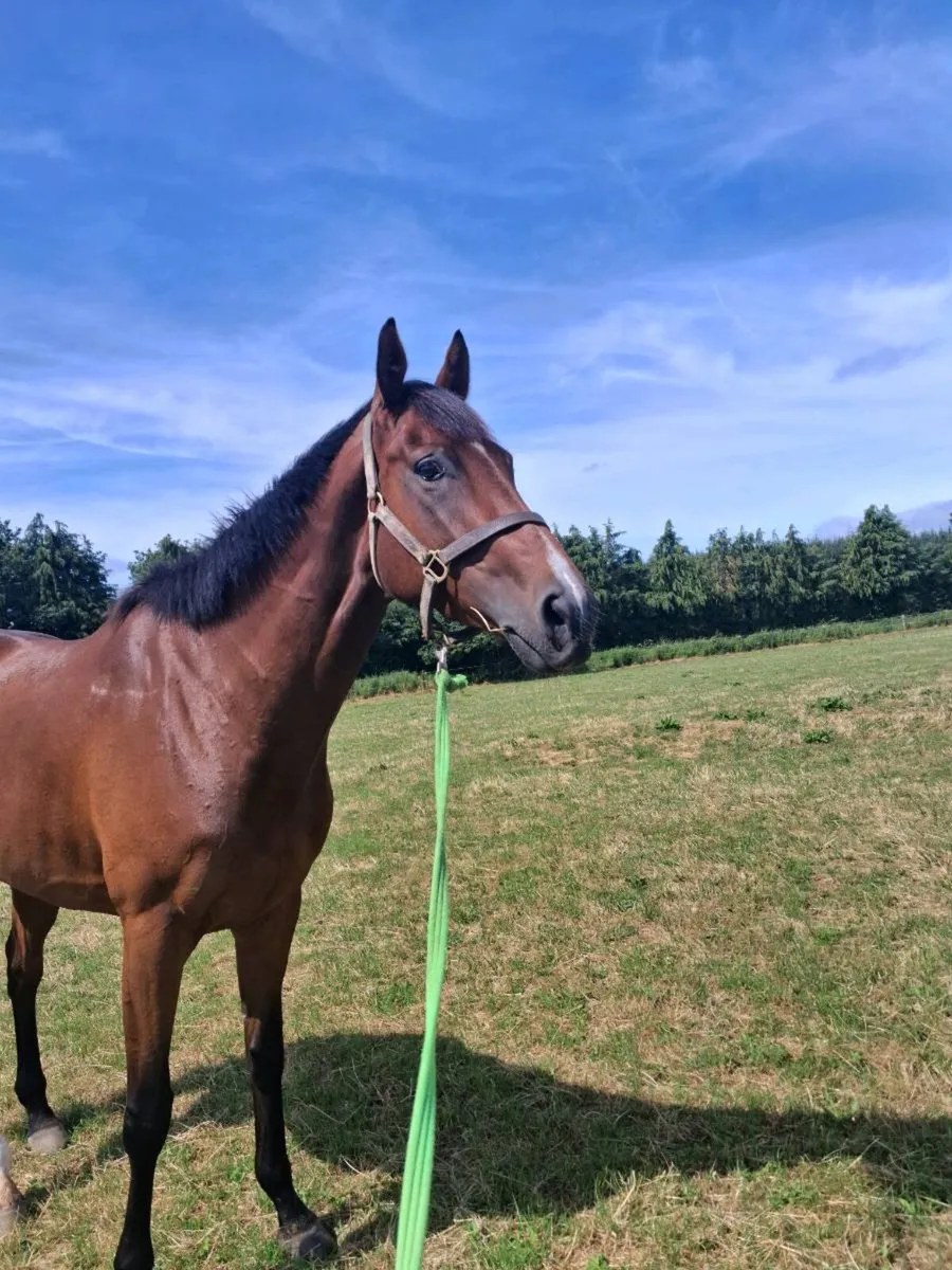4 yr old TB mare - Image 3