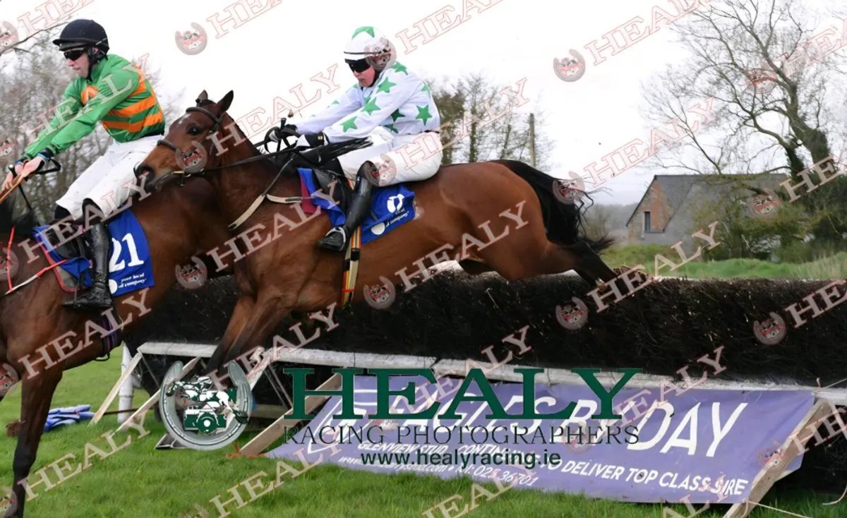 4 yr old TB mare - Image 1