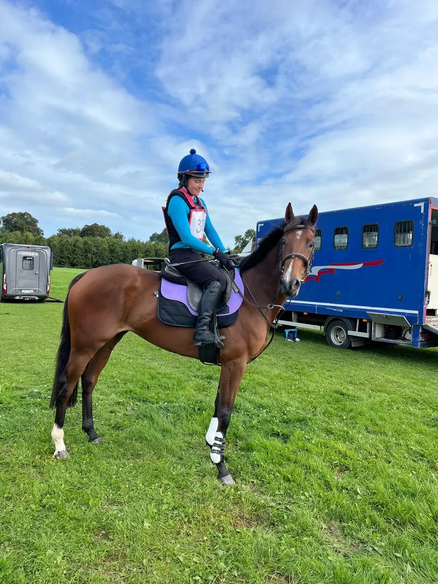 4 yr old TB mare - Image 4