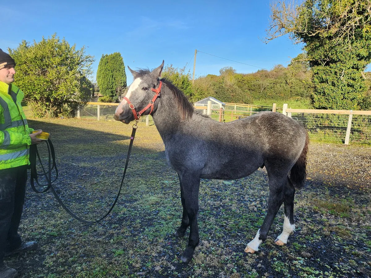 Colt Foal - Image 2