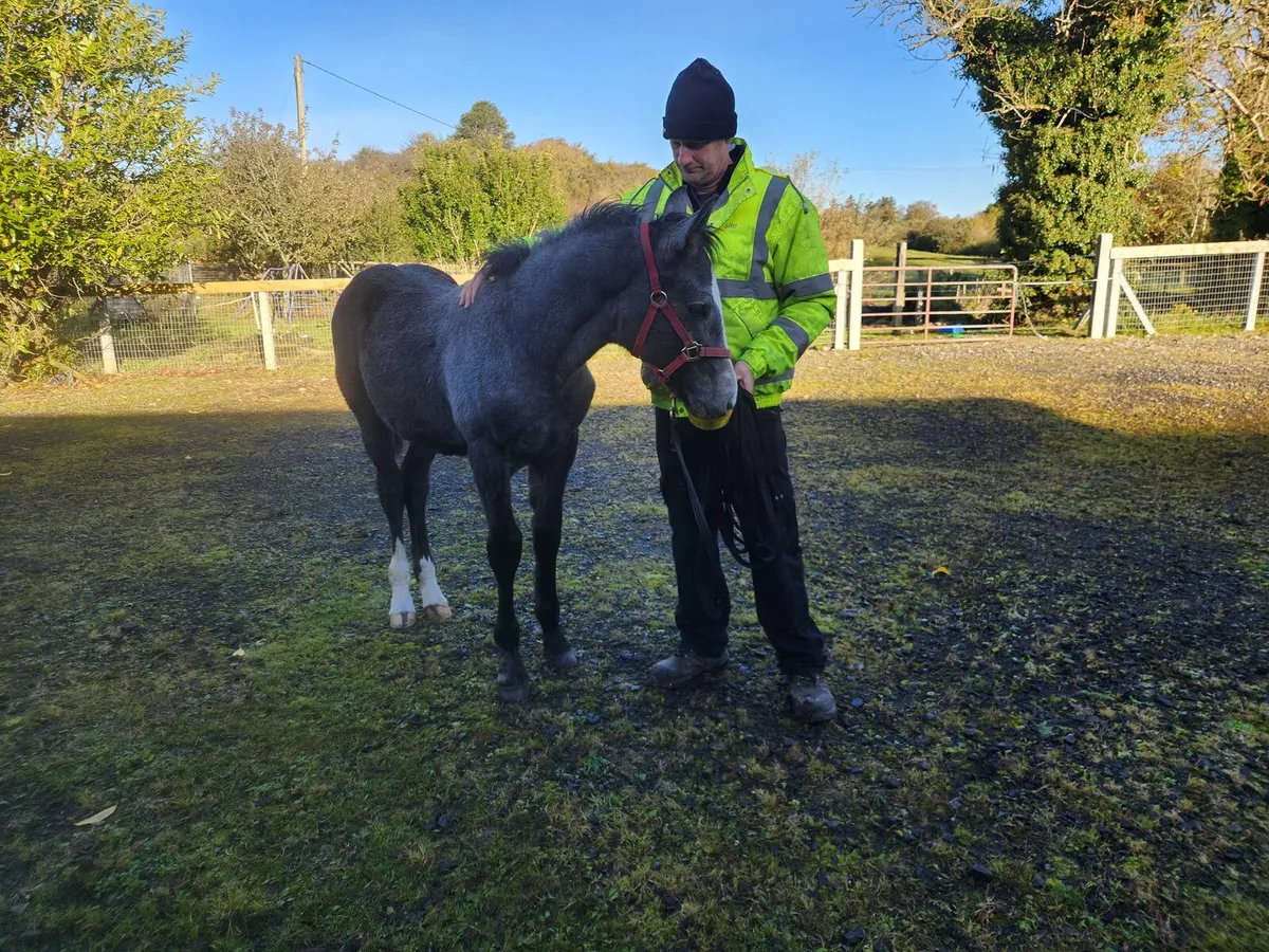 Colt Foal - Image 3