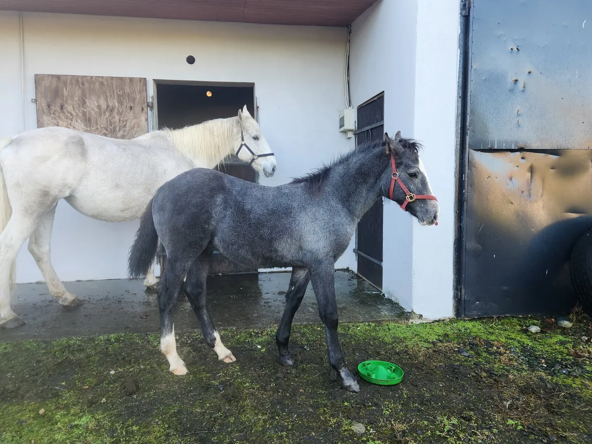 Colt Foal - Image 4