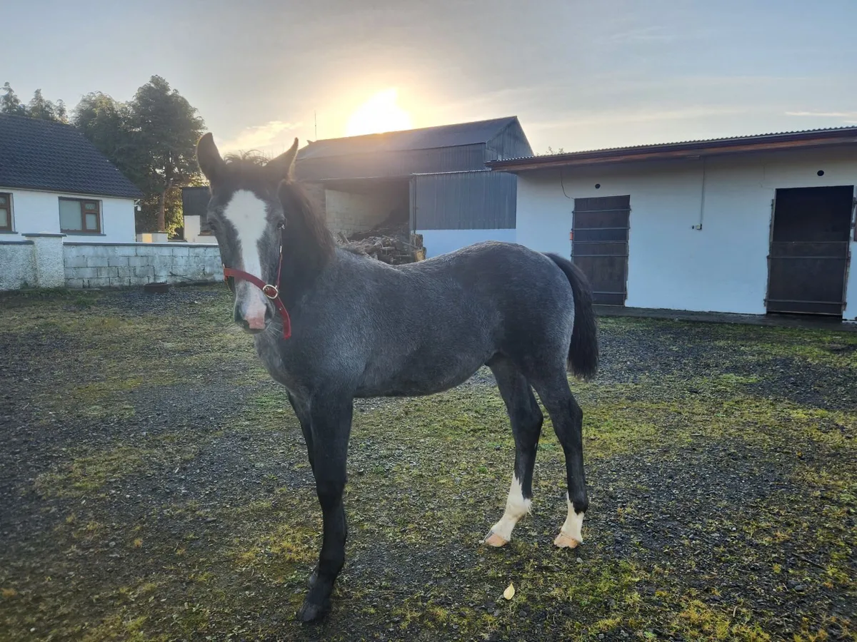Colt Foal - Image 1