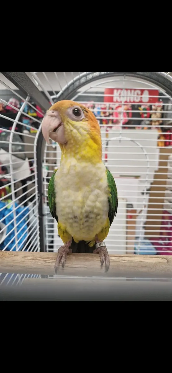 Bird - Image 1