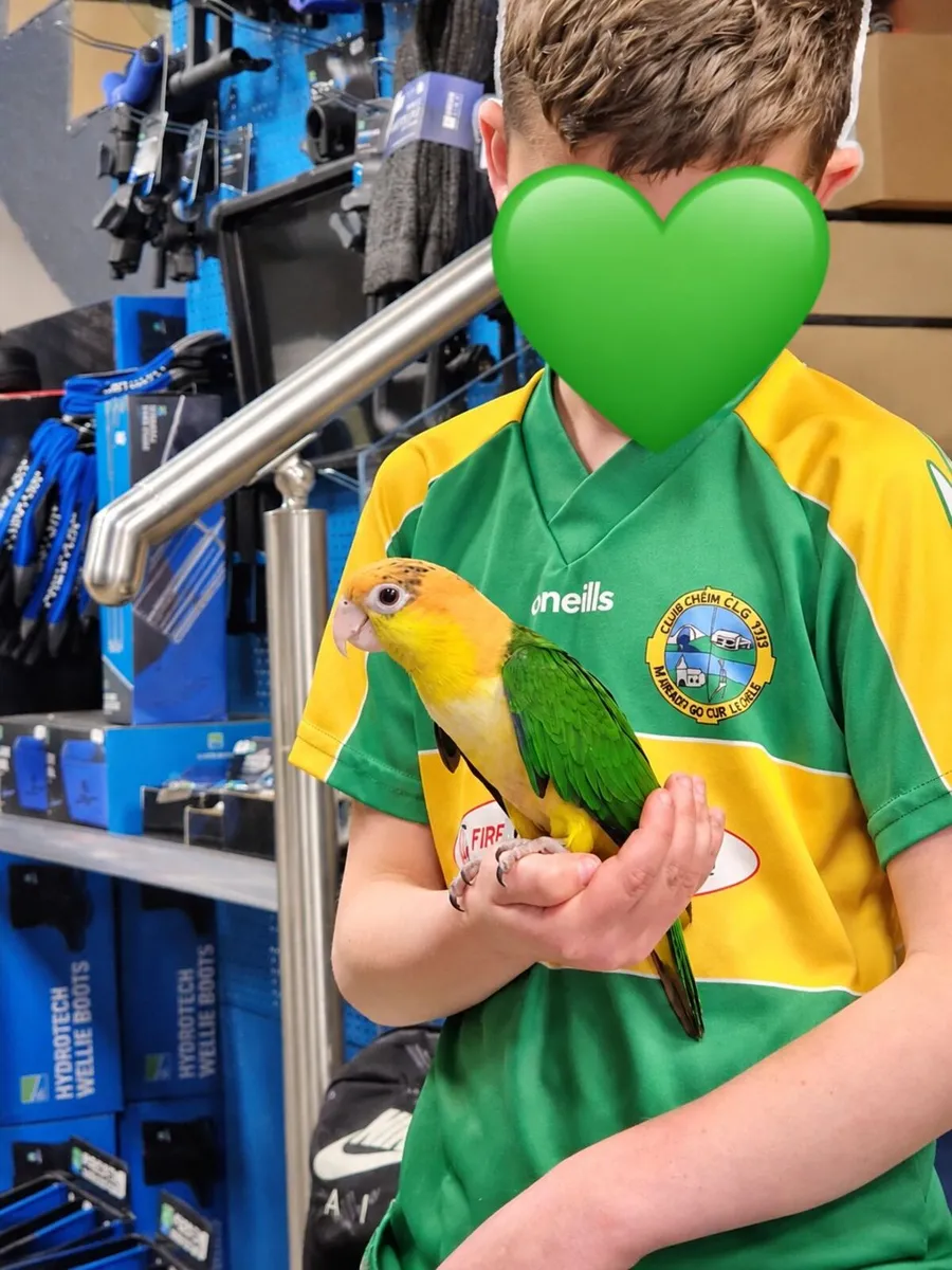 Bird - Image 3