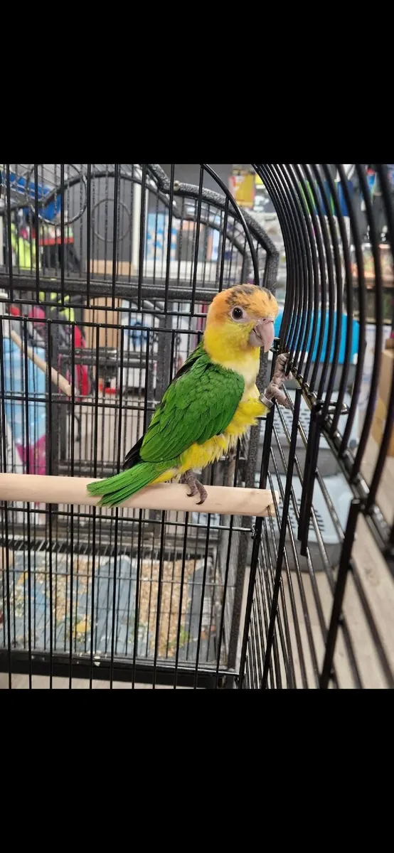 Bird - Image 2